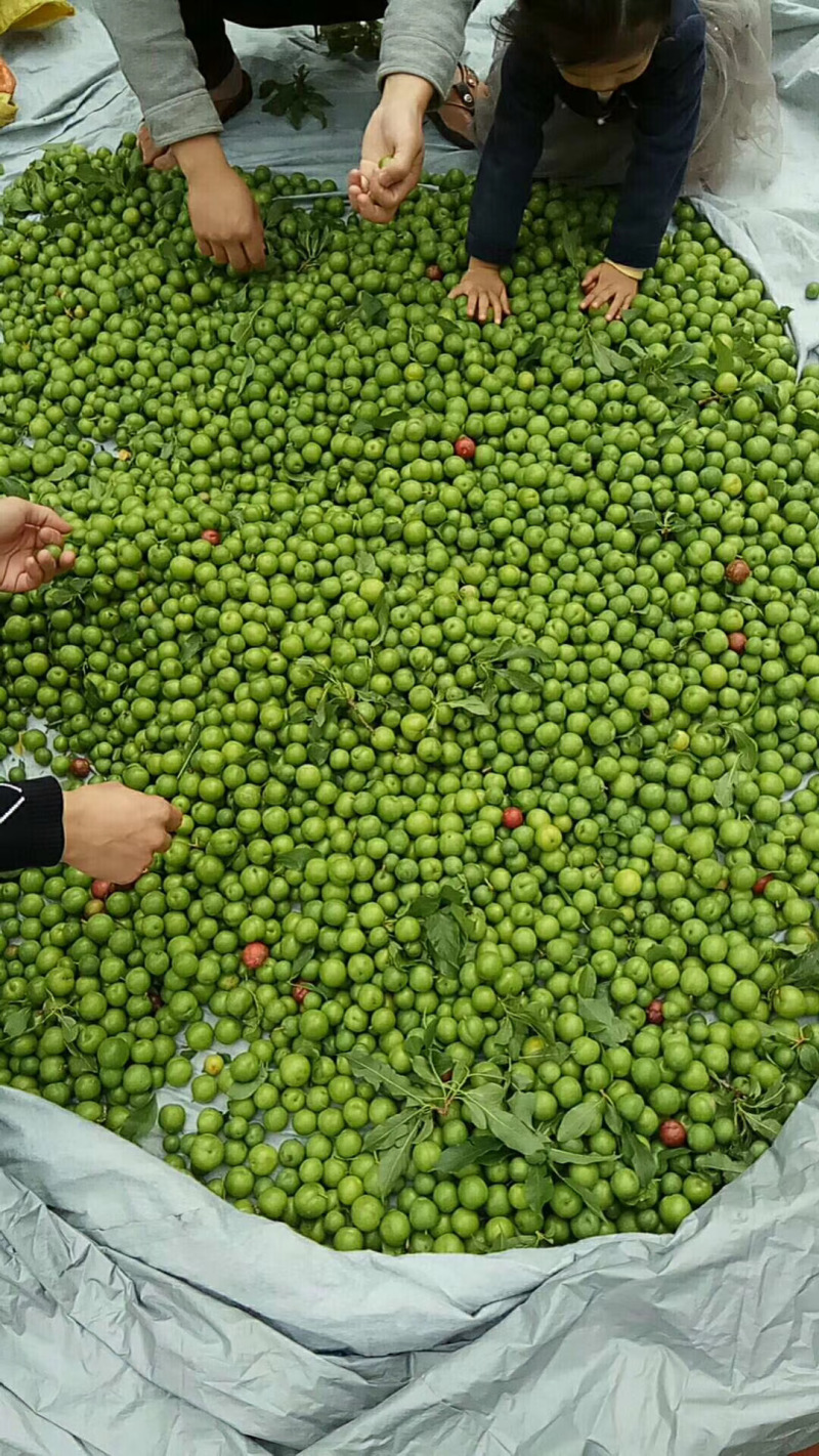 大量加工蜜饯用小青果货源充足保质保量代发货
