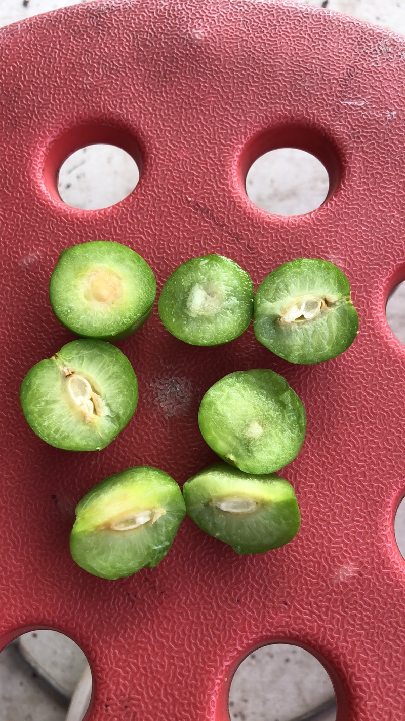 大量加工蜜饯用小青果货源充足保质保量代发货