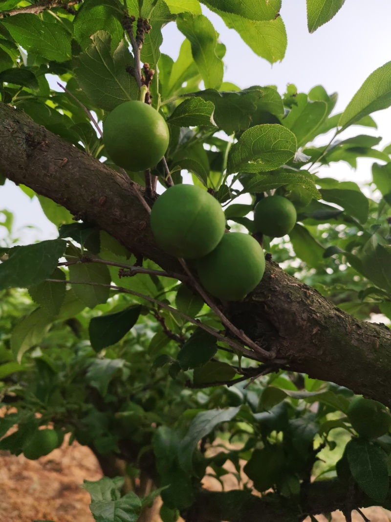 大量加工蜜饯用小青果货源充足保质保量代发货