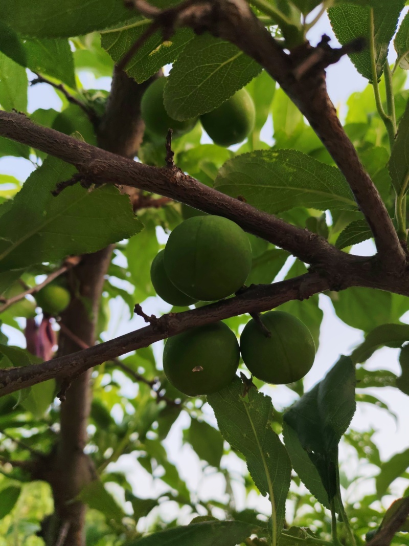 大量加工蜜饯用小青果货源充足保质保量代发货