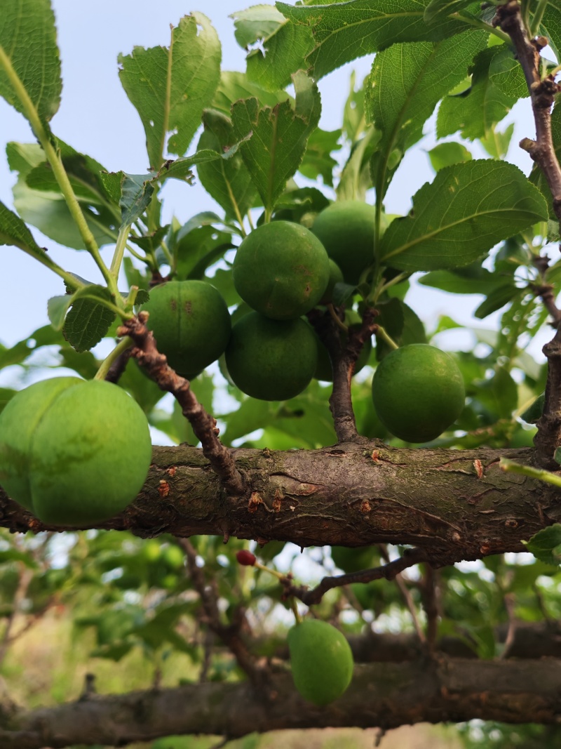 大量加工蜜饯用小青果货源充足保质保量代发货