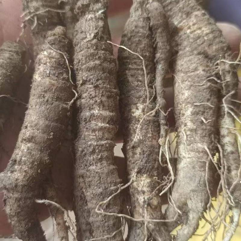精品驯化四叶参种苗根系发达健状抗病能力强产量高好管理