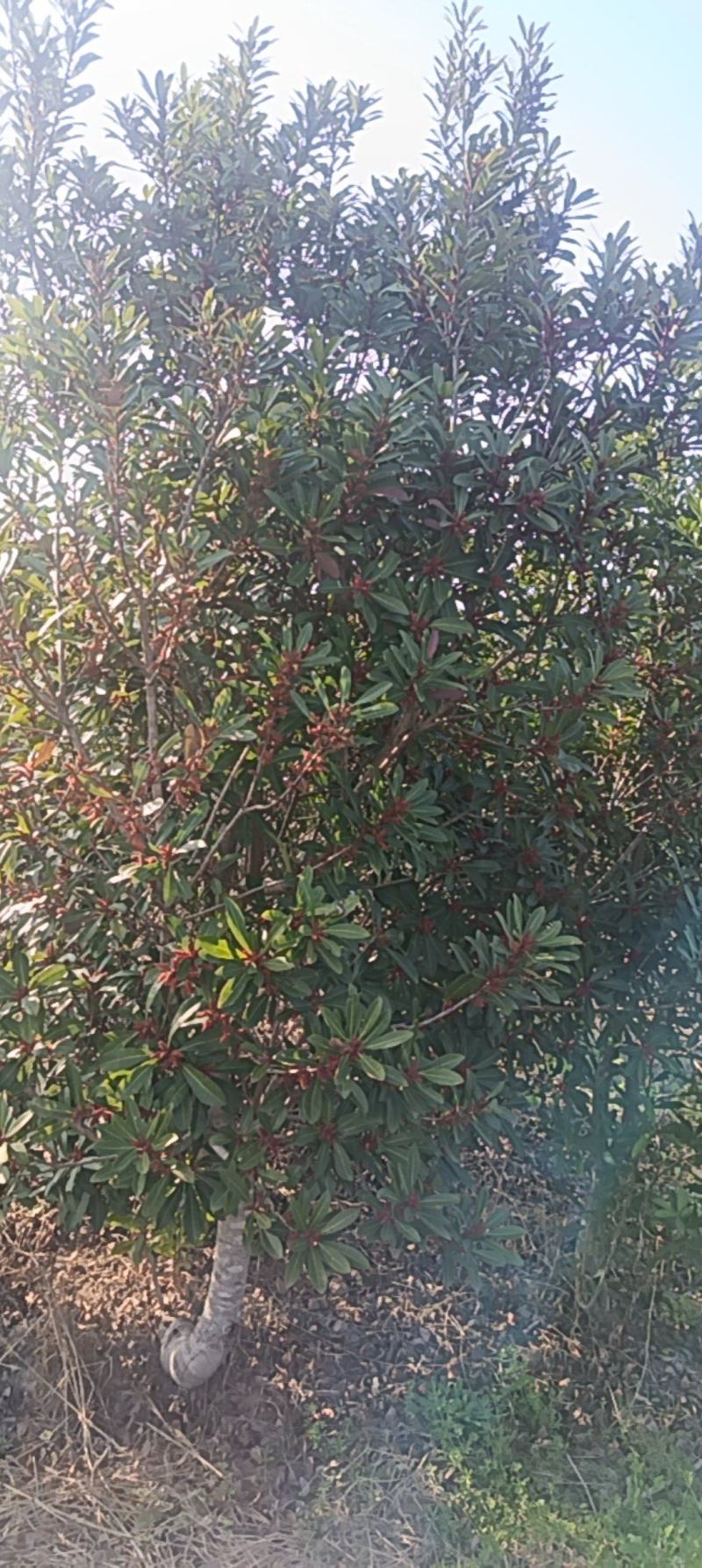 杨梅树