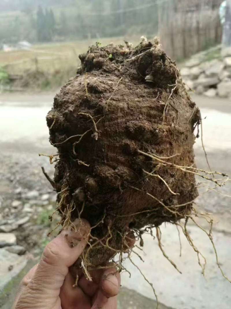 精品驯化四叶参种苗根系发达健状抗病能力强产量高好管理
