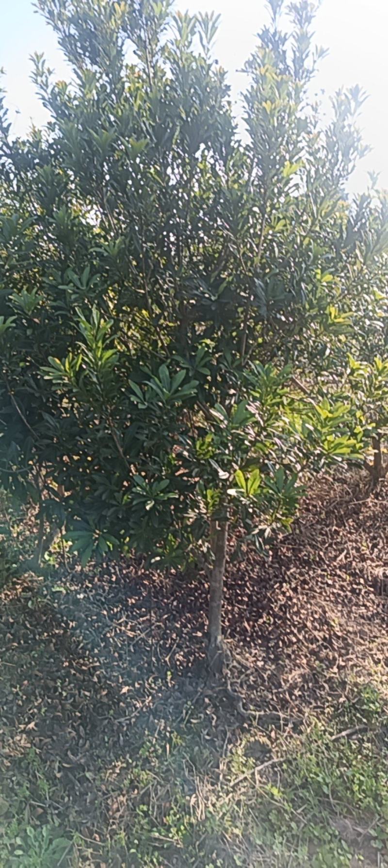 杨梅树