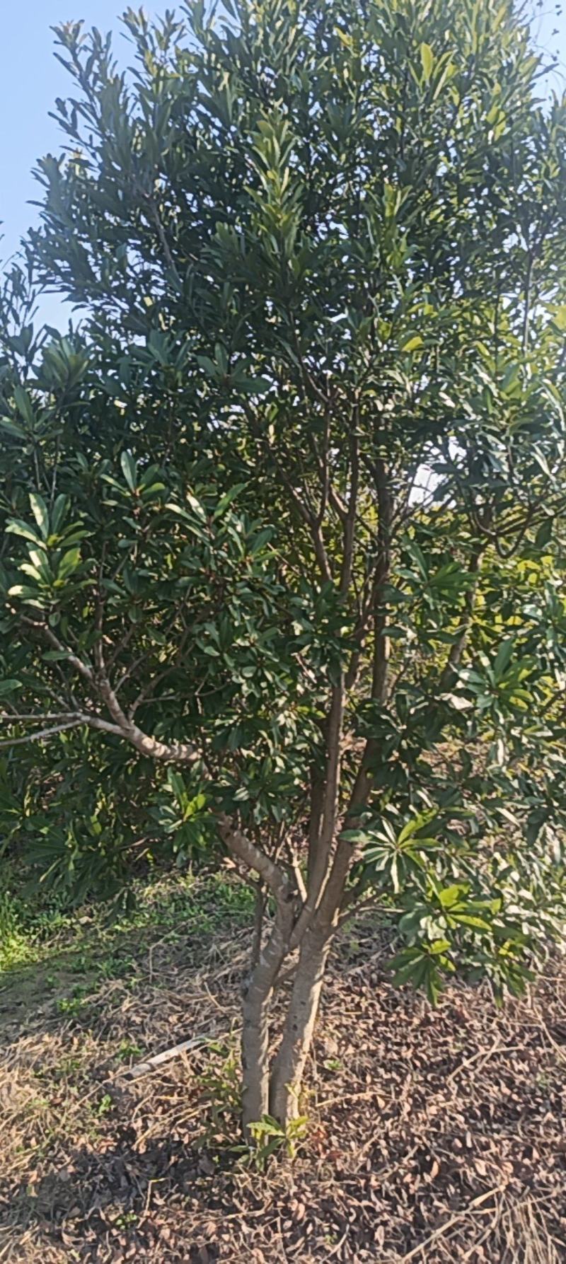 杨梅树