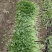 淮安盱眙小香芹