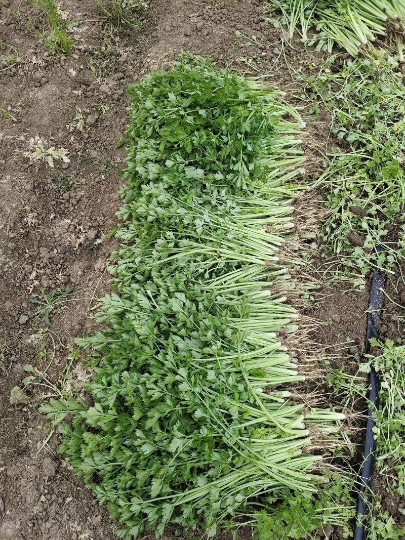 淮安盱眙小香芹