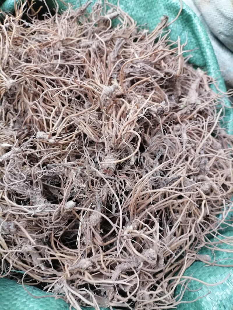地胆头野生新鲜地胆头保质保量现货批发可视频看货