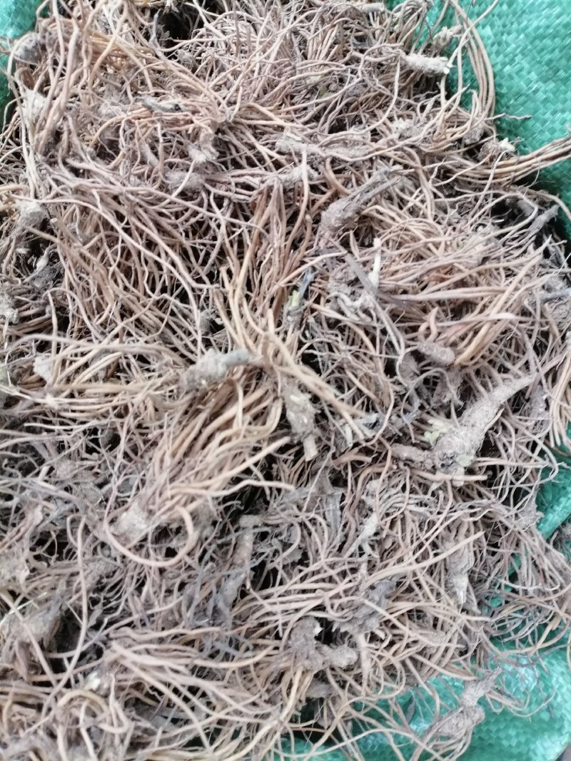 地胆头野生新鲜地胆头保质保量现货批发可视频看货