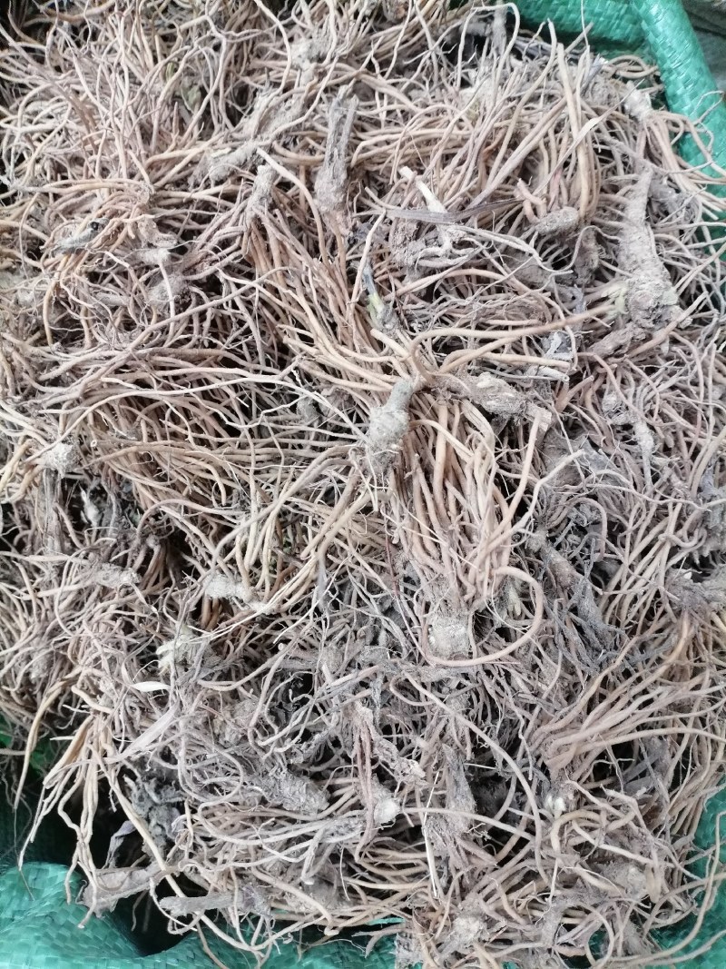 地胆头野生新鲜地胆头保质保量现货批发可视频看货