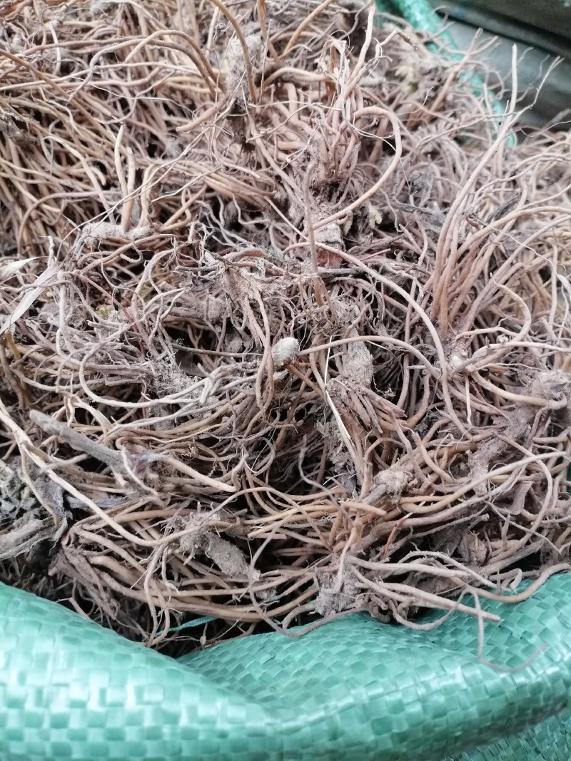 地胆头野生新鲜地胆头保质保量现货批发可视频看货