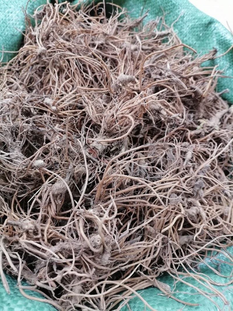 地胆头野生新鲜地胆头保质保量现货批发可视频看货