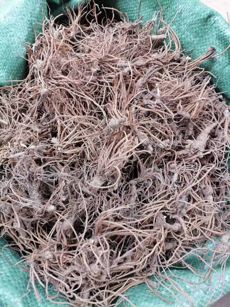 地胆头野生新鲜地胆头保质保量现货批发可视频看货