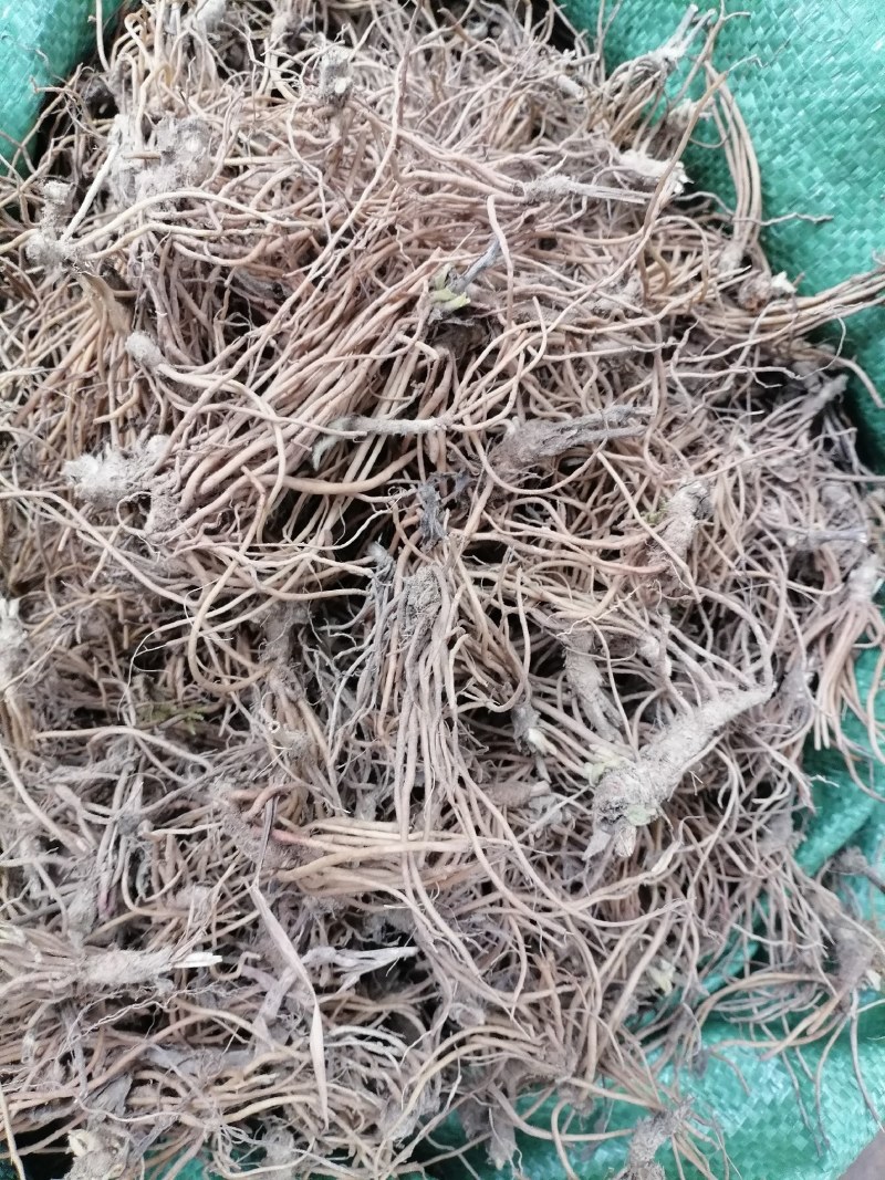 地胆头野生新鲜地胆头保质保量现货批发可视频看货