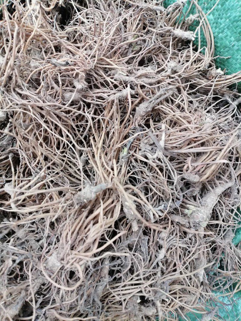 地胆头野生新鲜地胆头保质保量现货批发可视频看货