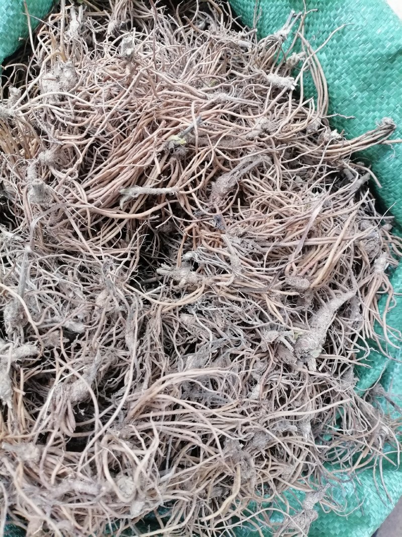 地胆头野生新鲜地胆头保质保量现货批发可视频看货