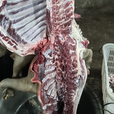 常年黑山羊肉拱应