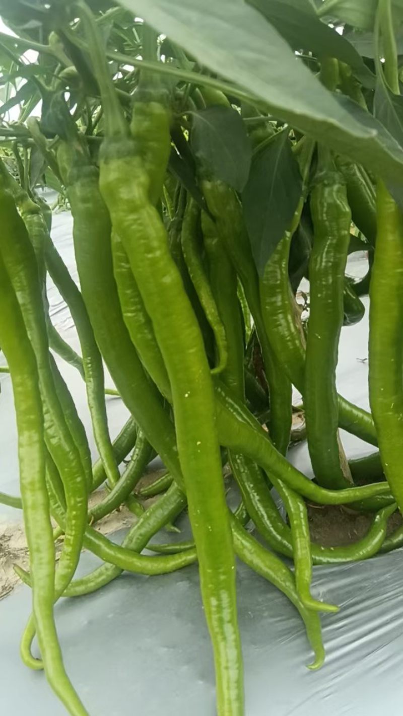 精品广西线辣椒上市条形好颜色青量大价优