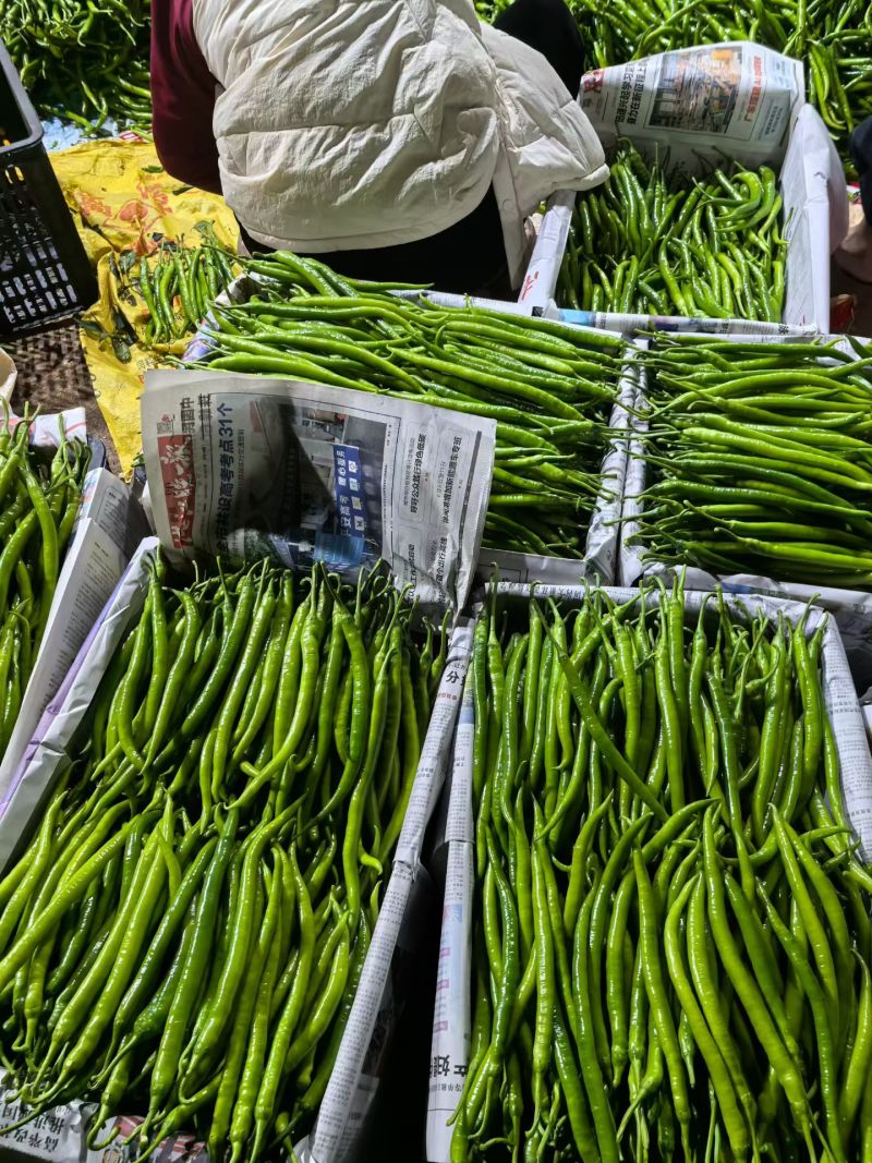 精品广西线辣椒上市条形好颜色青量大价优