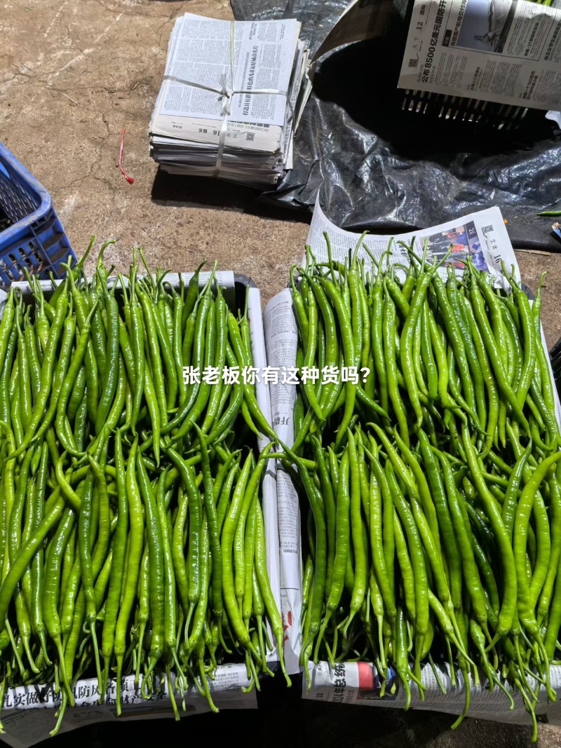 精品广西线辣椒上市条形好颜色青量大价优