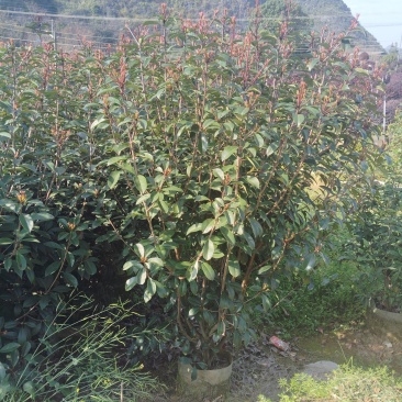 红叶石楠