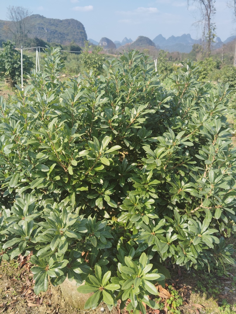 东魁杨梅苗