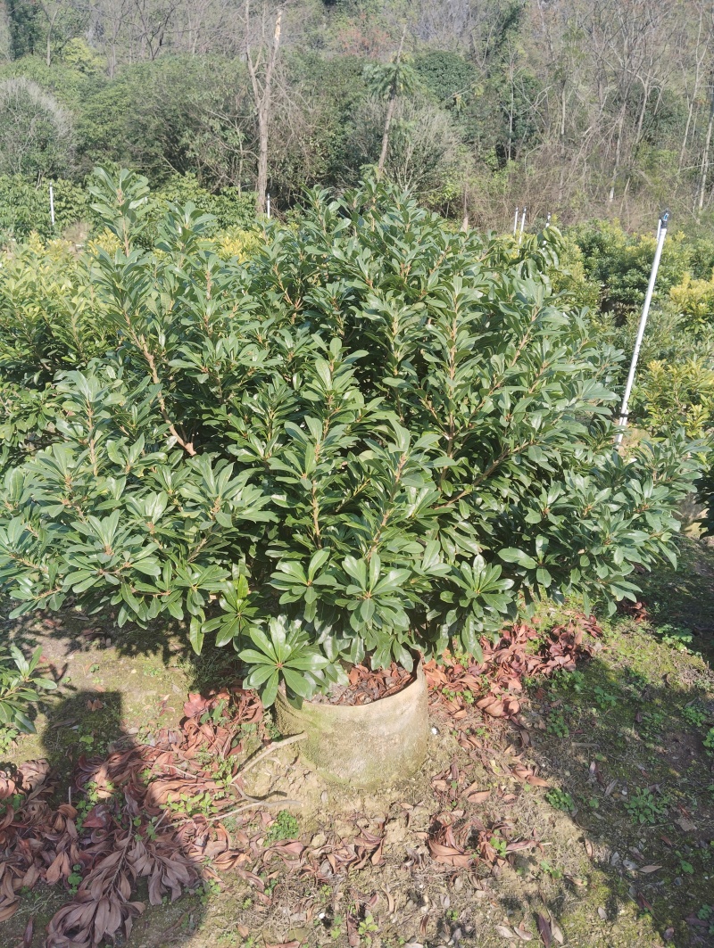 东魁杨梅苗