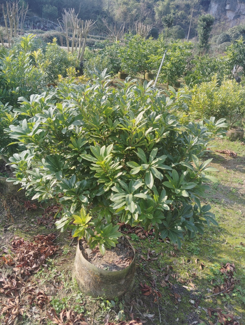 东魁杨梅苗