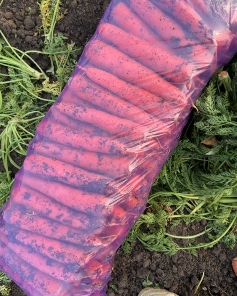 胡萝卜万亩种植基地