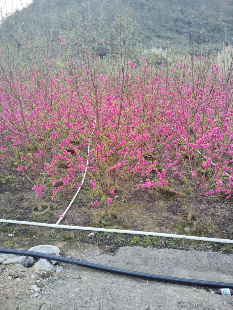 青叶碧桃