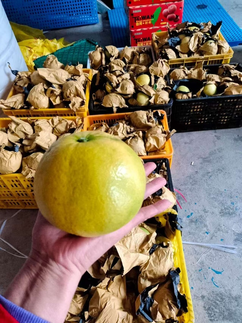 福建葡萄柚预计后天到云南昆明喜欢的老板可以联系