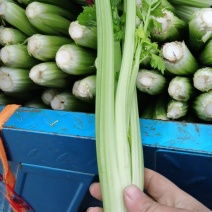 精品西芹
