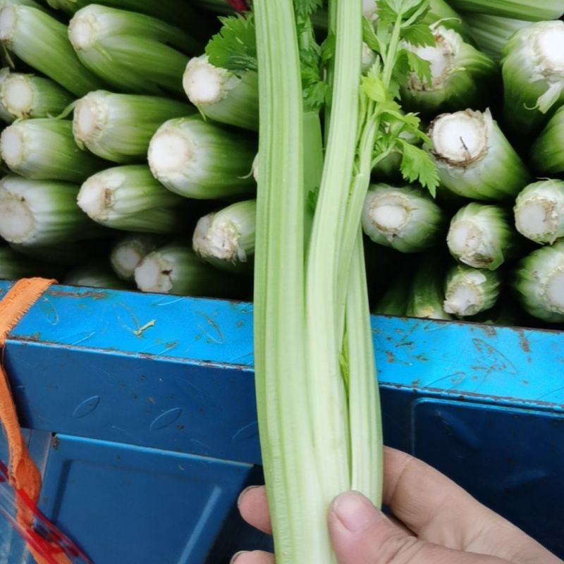 精品西芹