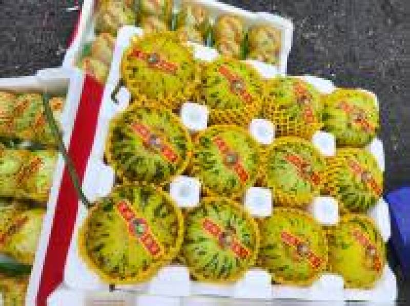 花蕾甜瓜精品甜瓜大量供应莘县甜瓜可视频看货欢迎来