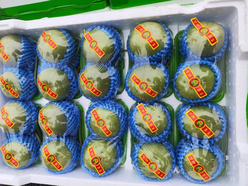 花蕾甜瓜精品甜瓜大量供应莘县甜瓜可视频看货欢迎来