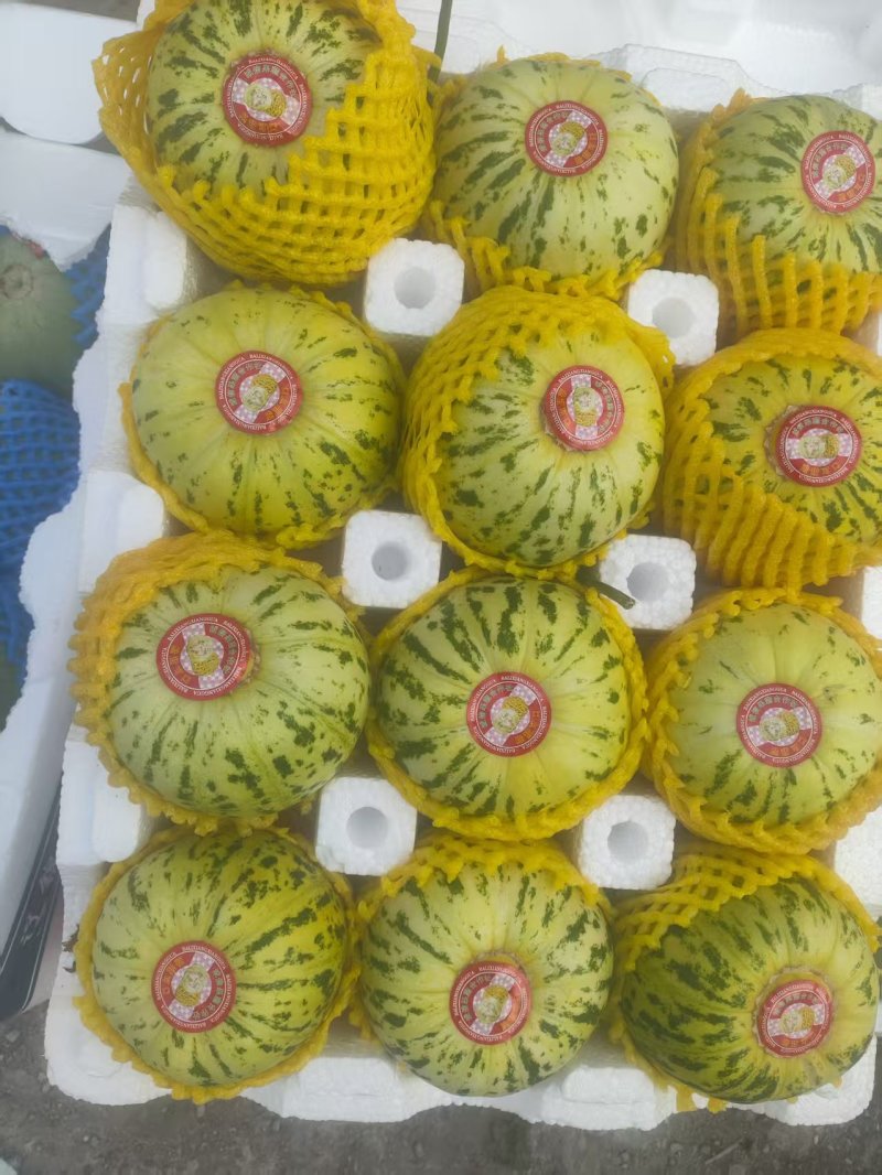 花蕾甜瓜精品甜瓜大量供应莘县甜瓜可视频看货欢迎来