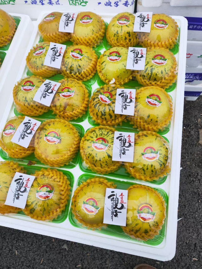 花蕾甜瓜精品甜瓜大量供应莘县甜瓜可视频看货欢迎来