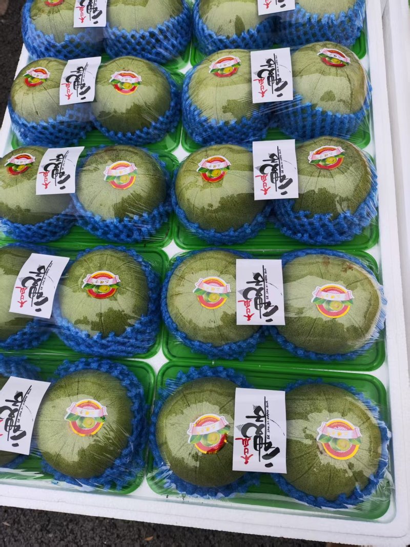 花蕾甜瓜精品甜瓜大量供应莘县甜瓜可视频看货欢迎来