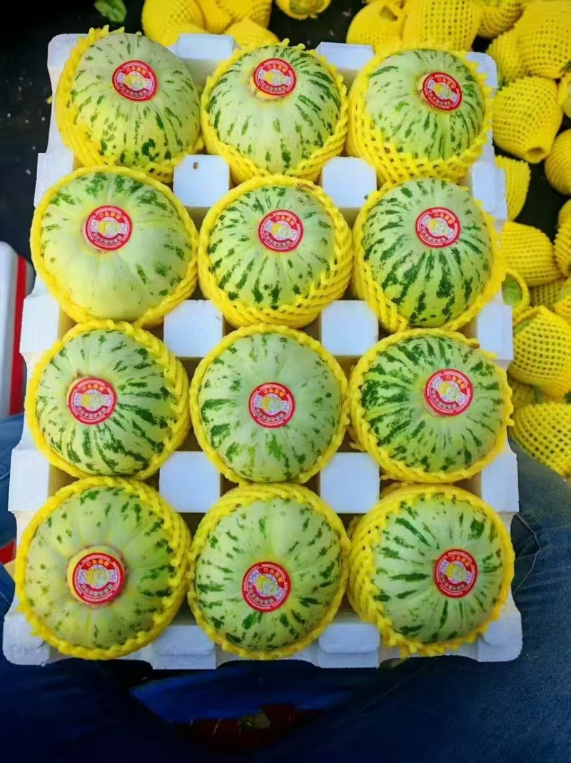 花蕾甜瓜精品甜瓜大量供应莘县甜瓜可视频看货欢迎来