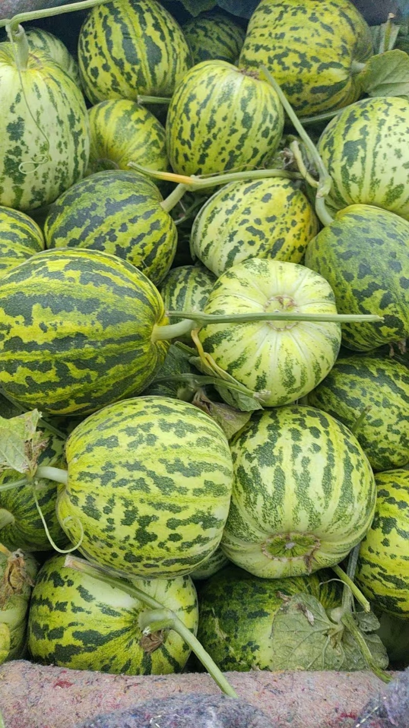 花蕾甜瓜精品甜瓜大量供应莘县甜瓜可视频看货欢迎来