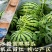 麒麟美都西瓜产地直销一手货源价格优惠品质有保障