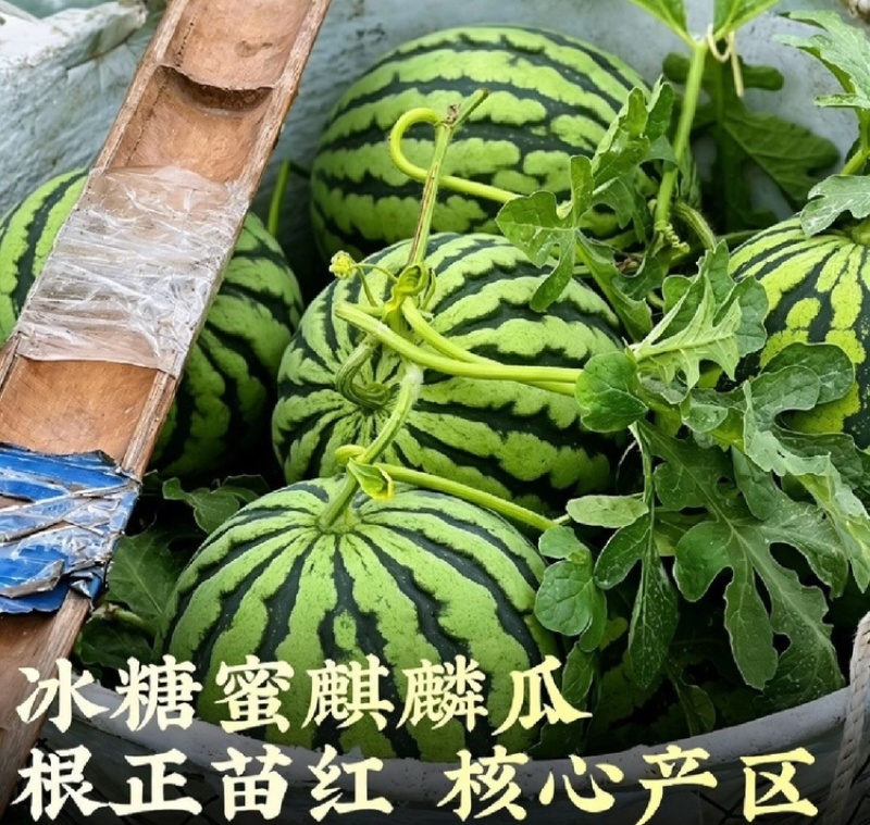 麒麟美都西瓜产地直销一手货源价格优惠品质有保障