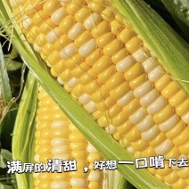 【水果玉米】广东玉米/徐闻县玉米/电商团购一件批发便宜