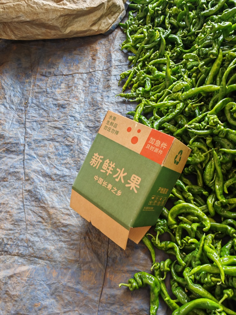 陇椒