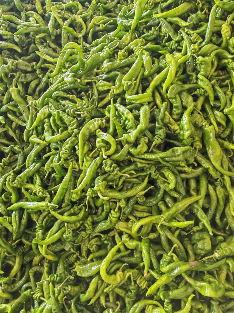 陇椒
