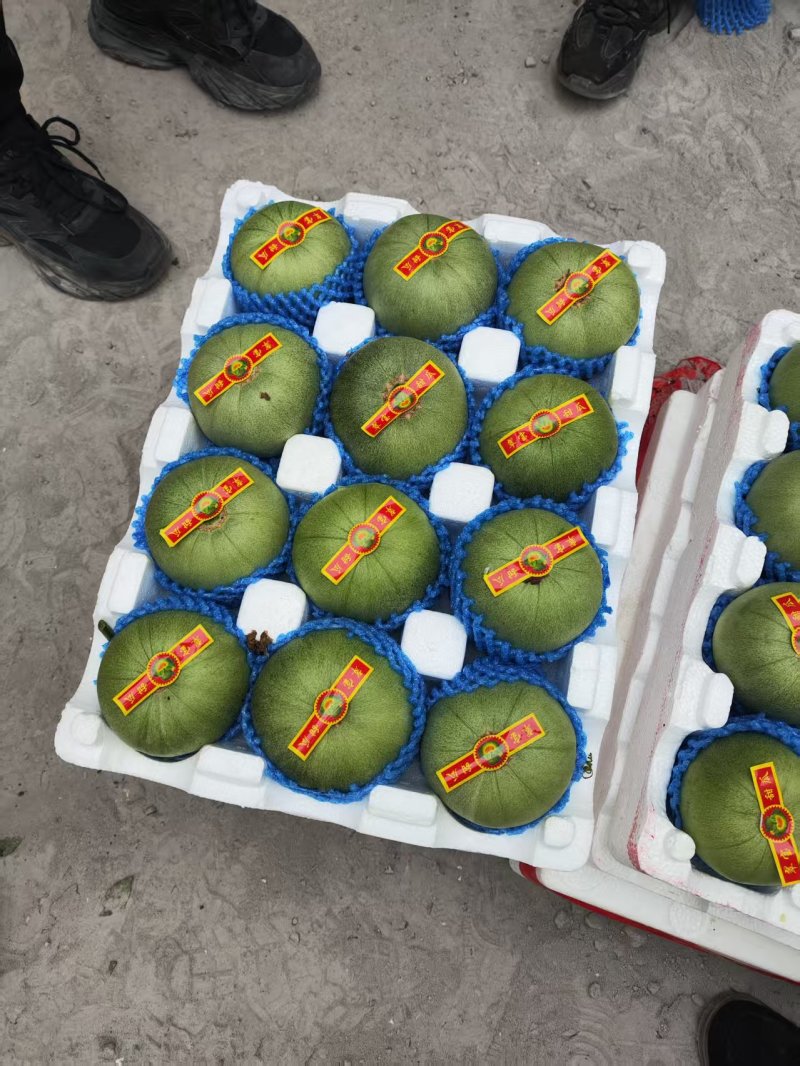 绿宝甜瓜精品甜瓜莘县甜瓜大量供应可视频看货欢迎来电