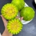 绿宝甜瓜精品甜瓜莘县甜瓜大量供应可视频看货欢迎来电
