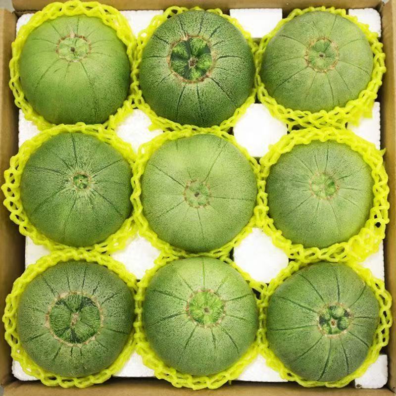 绿宝甜瓜精品甜瓜莘县甜瓜大量供应可视频看货欢迎来电