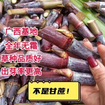 正宗巴西红象草紫色皇竹草种节高产耐寒猪牛羊鸡鸭鹅青储草料